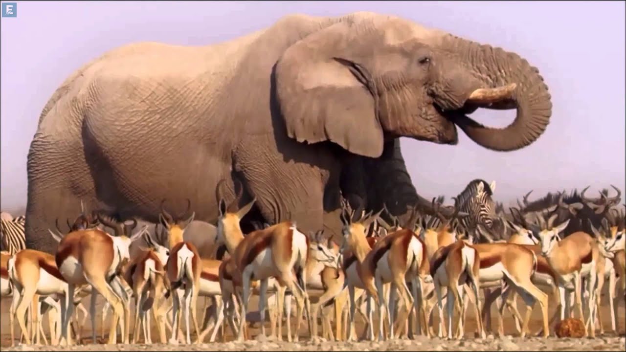 BBC Africa 2013 Trailer [HD] - YouTube