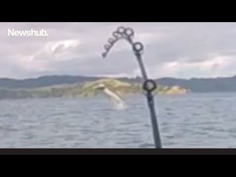 Rough ride: New Zealand kayak fisherman hooks huge shark | Newshub