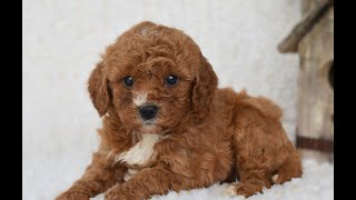 Video preview image #1 Cavapoo Puppy For Sale in DORNSIFE, PA, USA