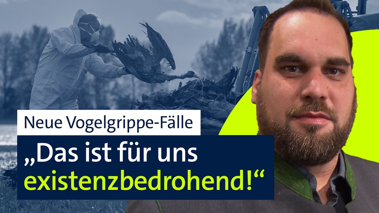 Neue Vogelgrippefälle – Wie groß ist die Gefahr? | BR24