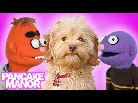 小狗之歌+更多關於狗的歌曲｜煎餅莊園 (Little Puppy Song for Kids + More Songs About Dogs | Pancake Manor)
