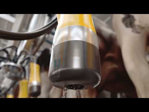 ADF Milking Systems | Lower SCC Risk & Save Labour - Image 2
