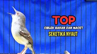 Download lagu CIBLEK GACOR NGEBREN variasi melimpah buat Pancingan Ciblek Semi bahan jadikan ciblek kristal gacor mp3