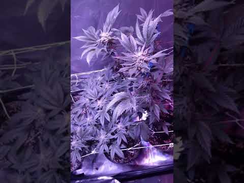 Nirvana's og  kush/ kizzles chemdawg week 6 day 42 flower from flip its flush time