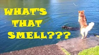 THE DOGS SMELL LIKE DEAD FISH! (DAY 51)