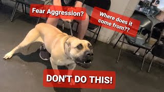 Understanding FEAR AGGRESSION with a Presa - Real Dog Training # 9