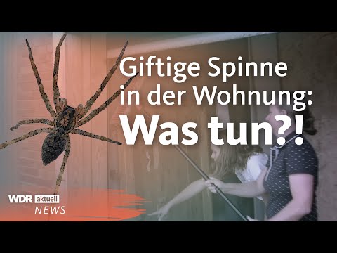 Nosferatu spider spreads rapidly throughout Germany | WDR Current Affairs