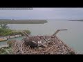 2 Chicks! | Captiva Osprey Cam | Jack & Edie | **Chat Enabled**