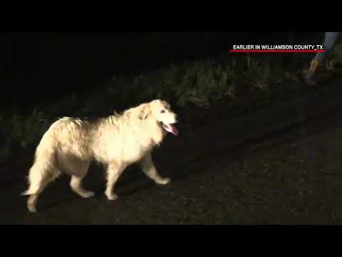 Live PD Herding Cows Season 3  AE