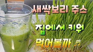 새싹보리 주스로 건강 챙기세요 새싹보리재배 새싹보리 가루  새싹보리효능