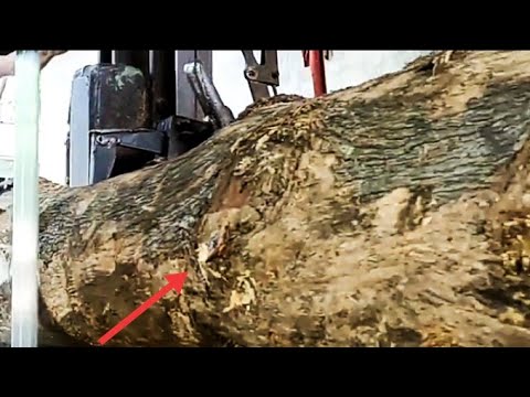 mas kawin paling aneh di dunia.!! pakai kayu ini dengan motif serat mata dajjal