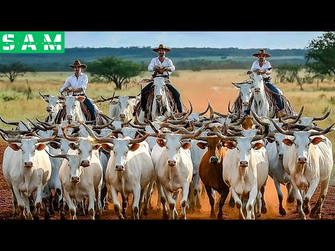 Millions of Longhorn Cattle in America and Africa Are Raised This Way - Cattle Processing Factory