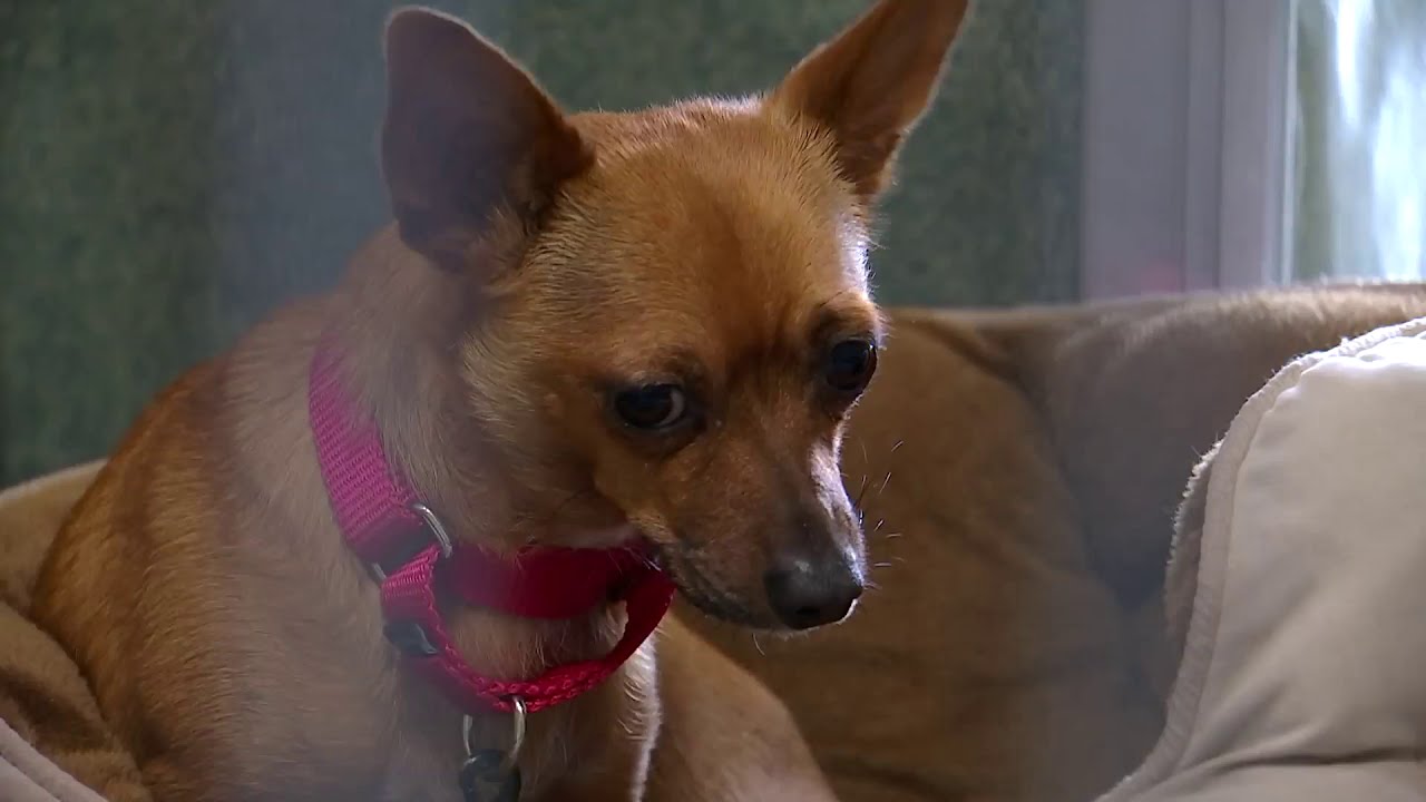 Virtual Pet Adoption