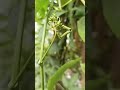 Azhakiyaravanan Whatsappstatus Shortvideo Nostalgia Melody Vennilachandanakinnam