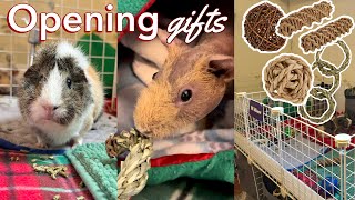 Merry Christmas | Petmas 2022