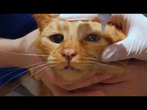 How to apply ointment to your cat's eyes