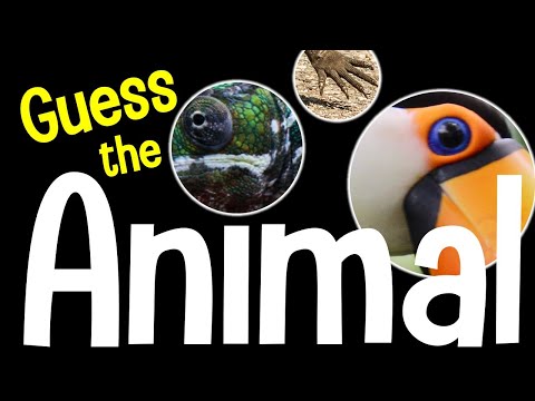Guess the Animal Quiz | Animal Spotlight Game