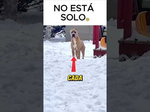 un trío de Cane Corso que aterroriza a cualquier intruso