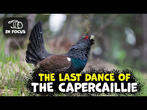 WESTERN CAPERCAILLIE What Should You Know?
