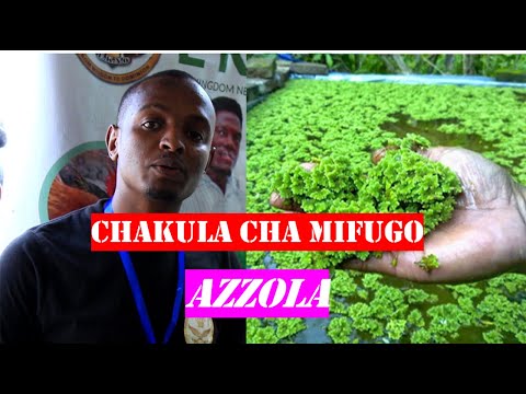 , title : 'KILIMO CHA AZOLLA:Azzola chakula mbadala cha mifugo,kuku,nguruwe na ng'ombe wa maziwa.'