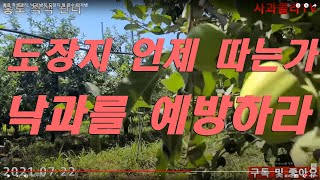 추석사과 착색관리. 낙과 방지