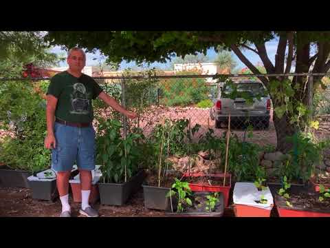 Comparing Earth Box and City Picker Growing Systems