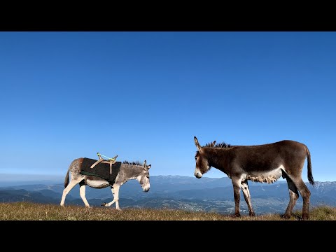 review traseu Bran - V. Simonului - Ref Batrana - Vf Omu - V. Cerbului - Busteni + intalnire cu urs