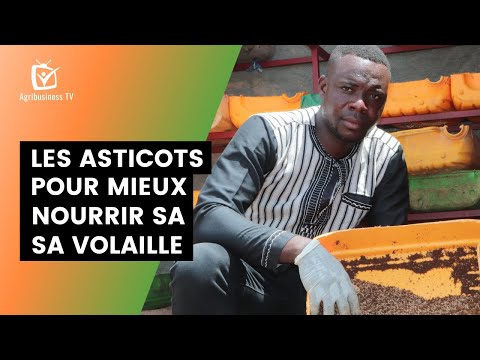 , title : 'Burkina Faso : Les asticots pour mieux nourrir sa volaille'