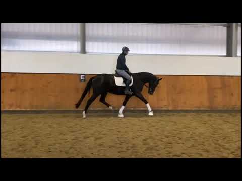 "Charisma" Rappstute von Christ x Dancier x Wenzel I (*2016)