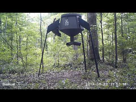 Raccoon Proof Boss Buck 350 Lb Feeder