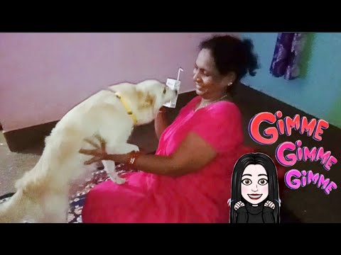 Look how my dog 🐶 got so excited after having this || Cherry ko ye pina hai