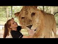 GIANT Liliger LOVES His Girl CareTakers!