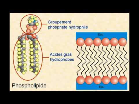 La membrane plasmique - structure et fonctions