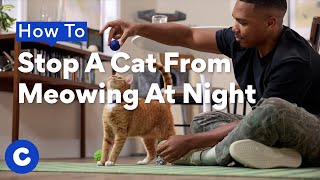 How to Stop Your Cat From Meowing at Night | Chewtorials