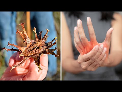 The Best Herb To Get Rid of Joint Pain and Fight Inflammation