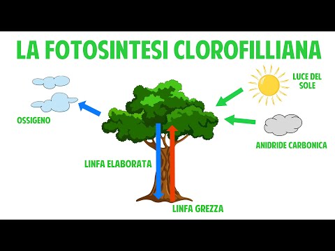 Chlorophyll Photosynthesis - Science Video Lesson