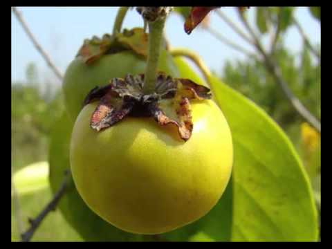 Nance Fruit Health Benefits