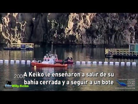 La TERRIBLE HISTORIA de KEIKO, La ORCA que ENAMORÓ AL MUNDO