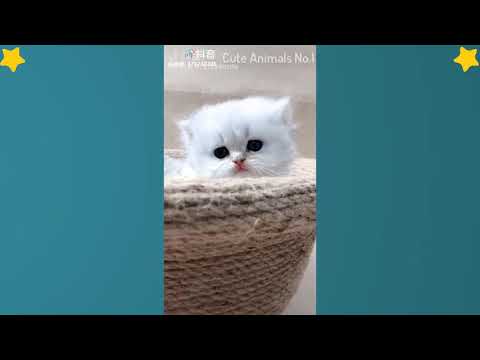 Cute Cats Videos Compilation Cute Moment Of The Cats – Cutest – Funniest Animals! #19