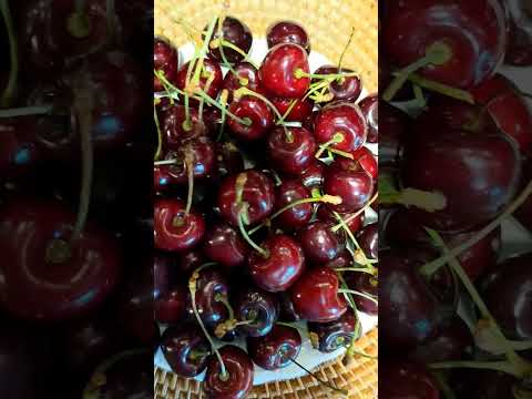 Who wants delicious cherries??? It's a cherry picking day!!!!  #cherries