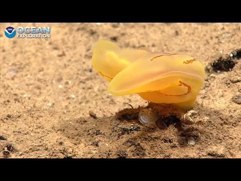 EX2502 Dive 01 Shakedown Cruise Mar 19 2025