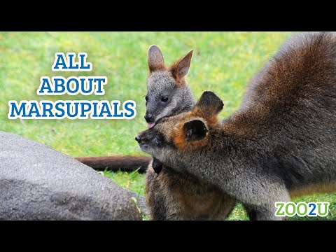 All About Marsupials