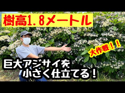 アジサイに最適な肥料は何ですか?この夏に豪華な花を咲かせるための 4 つのアイデア  庭園