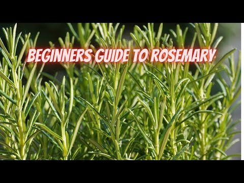 How to Grow Rosemary, In the Ground or Containers || DHBG