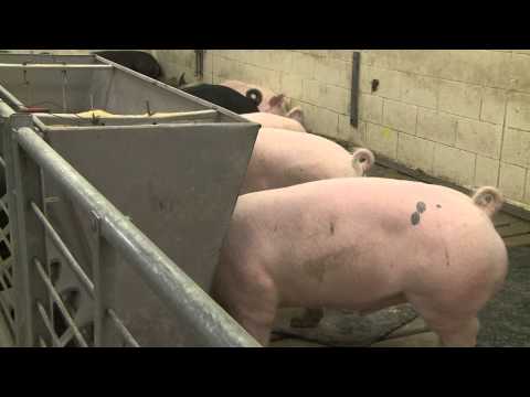 Hog Market Analysis - Ron Plain - April 11, 2014