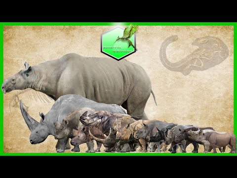 Rhinos Comparison Size Living Extinct