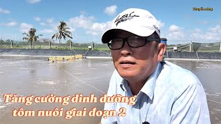 Tăng cường dinh dưỡng tôm nuôi giai đoạn 2 phát triển nhanh