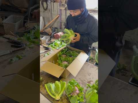 コンパニオンガーデニング：カリフラワーの隣に何を植えますか？  庭園