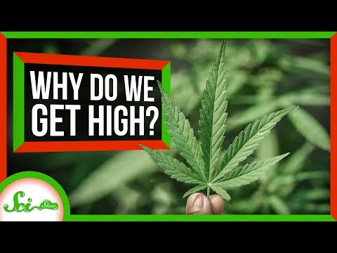 なぜ人間はハイになりたがるのか？ (Why Do Humans Like to Get High?)