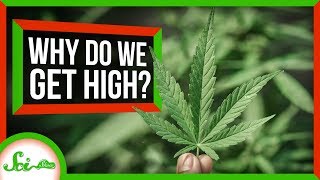 Why Do Humans Like to Get High?